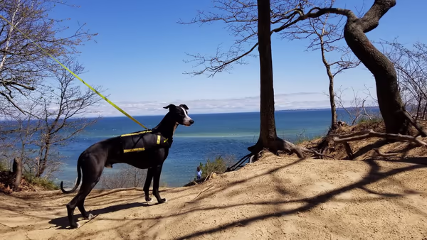 Off-Leash Dog Area at Oak Island Park photo 2